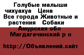 Голубые малыши чихуахуа › Цена ­ 25 000 - Все города Животные и растения » Собаки   . Амурская обл.,Магдагачинский р-н